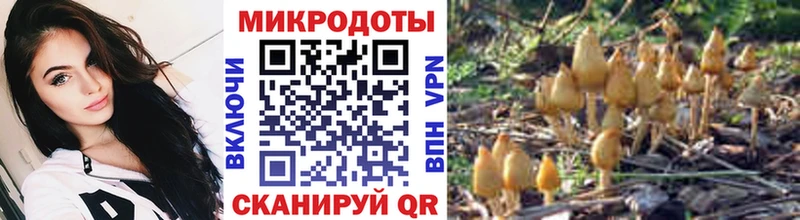 Галлюциногенные грибы Psilocybine cubensis Владимир